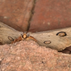 Opodiphthera helena at Melba, ACT - 10 Jan 2022 12:01 AM