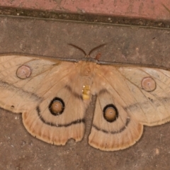 Opodiphthera helena at Melba, ACT - 10 Jan 2022 12:01 AM