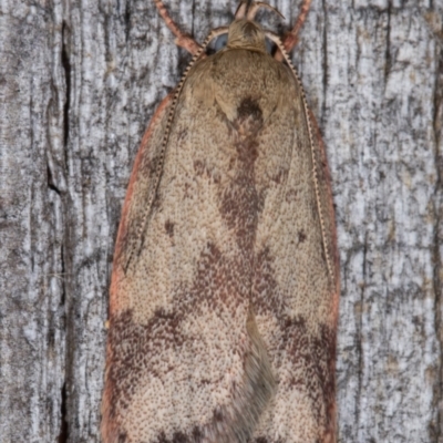 Garrha phoenopis (Garrha phoenopis) at Melba, ACT - 9 Jan 2022 by kasiaaus