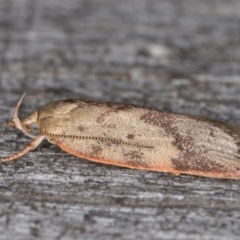 Garrha phoenopis at Melba, ACT - 9 Jan 2022 11:52 PM