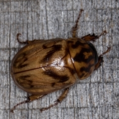 Cyclocephala signaticollis (Argentinian scarab) at Melba, ACT - 9 Jan 2022 by kasiaaus