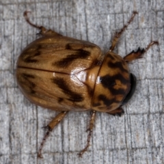 Cyclocephala signaticollis at Melba, ACT - 10 Jan 2022 12:00 AM