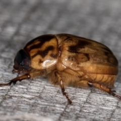 Cyclocephala signaticollis at Melba, ACT - 10 Jan 2022 12:00 AM