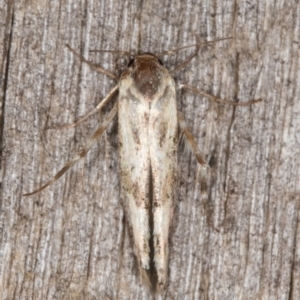 Blastobasis (genus) at Melba, ACT - 10 Jan 2022 11:39 PM