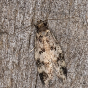 Barea (genus) at Melba, ACT - 10 Jan 2022 11:39 PM