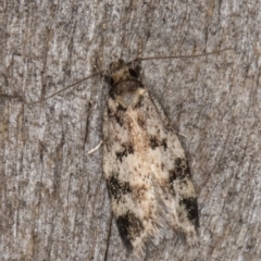 Barea (genus) (A concealer moth) at Melba, ACT - 10 Jan 2022 by kasiaaus