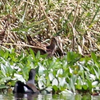 Gallinago hardwickii (Latham's Snipe) at Isabella Pond - 10 Mar 2022 by RodDeb