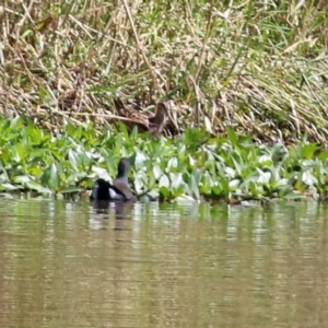 Gallinago hardwickii at Isabella Plains, ACT - 10 Mar 2022 01:33 PM