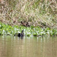 Gallinago hardwickii at Isabella Plains, ACT - 10 Mar 2022 01:33 PM