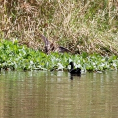 Gallinago hardwickii at Isabella Plains, ACT - 10 Mar 2022 01:33 PM