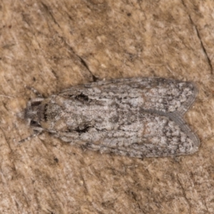 Palaeotoma styphelana at Melba, ACT - 10 Jan 2022 11:40 PM