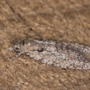 Palaeotoma styphelana at Melba, ACT - 10 Jan 2022 11:40 PM