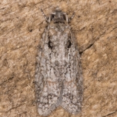 Palaeotoma styphelana at Melba, ACT - 10 Jan 2022 11:40 PM