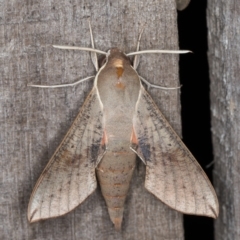 Hippotion scrofa (Coprosma Hawk Moth) at Melba, ACT - 10 Jan 2022 by kasiaaus