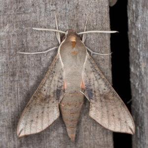 Hippotion scrofa at Melba, ACT - 10 Jan 2022