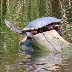Chelodina longicollis (Eastern Long-necked Turtle) at Isabella Pond - 10 Mar 2022 by RodDeb