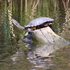 Chelodina longicollis at Monash, ACT - 10 Mar 2022