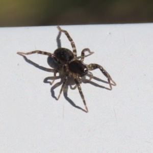 Lycosidae (family) at Monash, ACT - 10 Mar 2022 02:17 PM