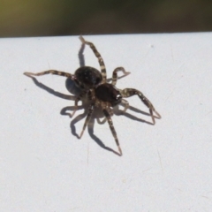 Badumna insignis (Black House Spider) at Monash, ACT - 10 Mar 2022 by RodDeb