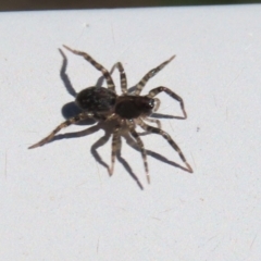 Lycosidae (family) at Monash, ACT - 10 Mar 2022 02:17 PM