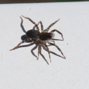 Lycosidae (family) at Monash, ACT - 10 Mar 2022