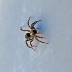 Lycosidae (family) at Monash, ACT - 10 Mar 2022