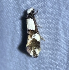 Monopis icterogastra (Wool Moth) at QPRC LGA - 10 Mar 2022 by Steve_Bok