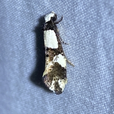Monopis icterogastra (Wool Moth) at QPRC LGA - 10 Mar 2022 by Steve_Bok