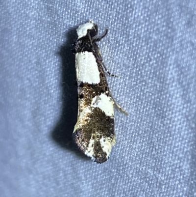 Monopis icterogastra (Wool Moth) at Jerrabomberra, NSW - 10 Mar 2022 by SteveBorkowskis