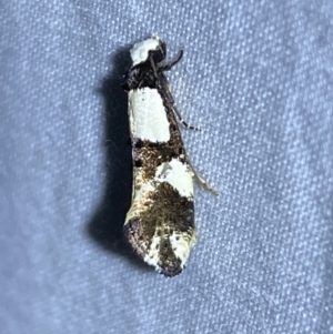 Monopis icterogastra at Jerrabomberra, NSW - 10 Mar 2022