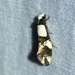 Monopis icterogastra at Jerrabomberra, NSW - 10 Mar 2022