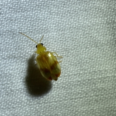 Galerucini sp. (tribe) (A galerucine leaf beetle) at QPRC LGA - 10 Mar 2022 by Steve_Bok