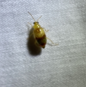 Galerucini sp. (tribe) at Jerrabomberra, NSW - 10 Mar 2022