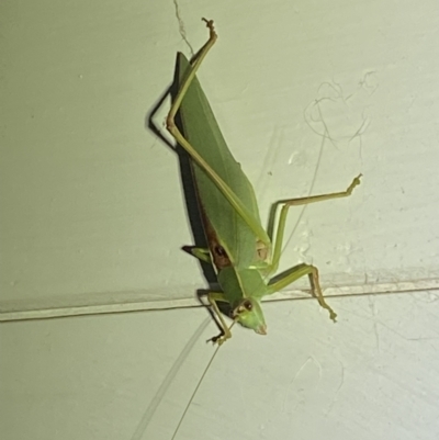 Caedicia simplex (Common Garden Katydid) at QPRC LGA - 10 Mar 2022 by Steve_Bok