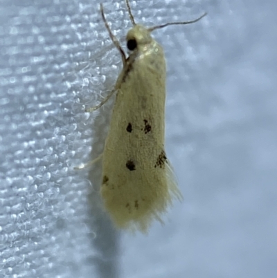 Atalopsis heniocha (A concealer moth) at Jerrabomberra, NSW - 10 Mar 2022 by Steve_Bok