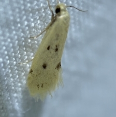 Atalopsis heniocha at Jerrabomberra, NSW - 10 Mar 2022