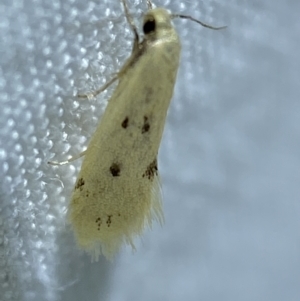 Atalopsis heniocha at Jerrabomberra, NSW - 10 Mar 2022