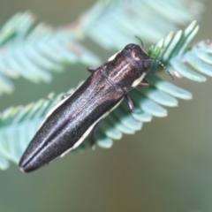 Agrilus hypoleucus (Hypoleucus jewel beetle) at The Pinnacle - 9 Mar 2022 by Harrisi
