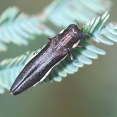 Agrilus hypoleucus (Hypoleucus jewel beetle) at Weetangera, ACT - 9 Mar 2022 by Harrisi
