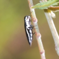 Agrilus hypoleucus at Weetangera, ACT - 9 Mar 2022