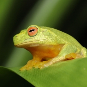 Litoria sp. (genus) (A tree frog) at suppressed by TimL