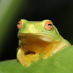 Litoria sp. (genus) at suppressed - 4 Mar 2022