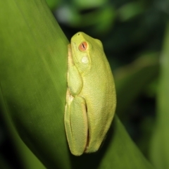 Litoria sp. (genus) at suppressed - 4 Mar 2022