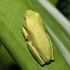 Litoria sp. (genus) at suppressed - 4 Mar 2022