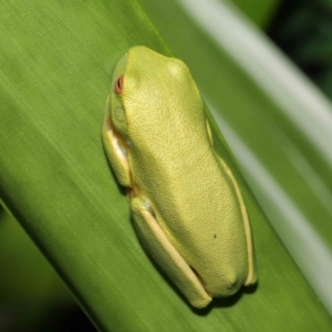 Litoria sp. (genus) at suppressed - suppressed