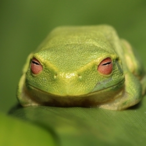 Litoria sp. (genus) at suppressed - suppressed