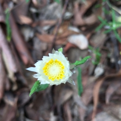 Helichrysum leucopsideum (Satin Everlasting) at Lower Boro, NSW - 10 Mar 2022 by mcleana