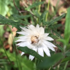 Helichrysum leucopsideum at Lower Boro, NSW - 10 Mar 2022