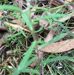 Helichrysum leucopsideum at Lower Boro, NSW - 10 Mar 2022 03:55 PM