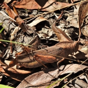 Goniaea australasiae at Paddys River, ACT - 10 Mar 2022 11:13 AM